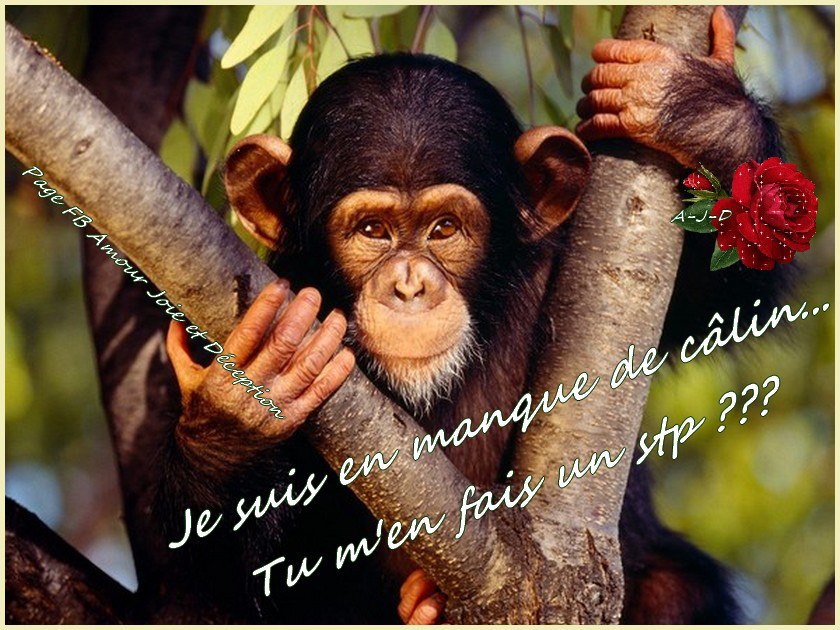 singe