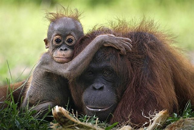 singe