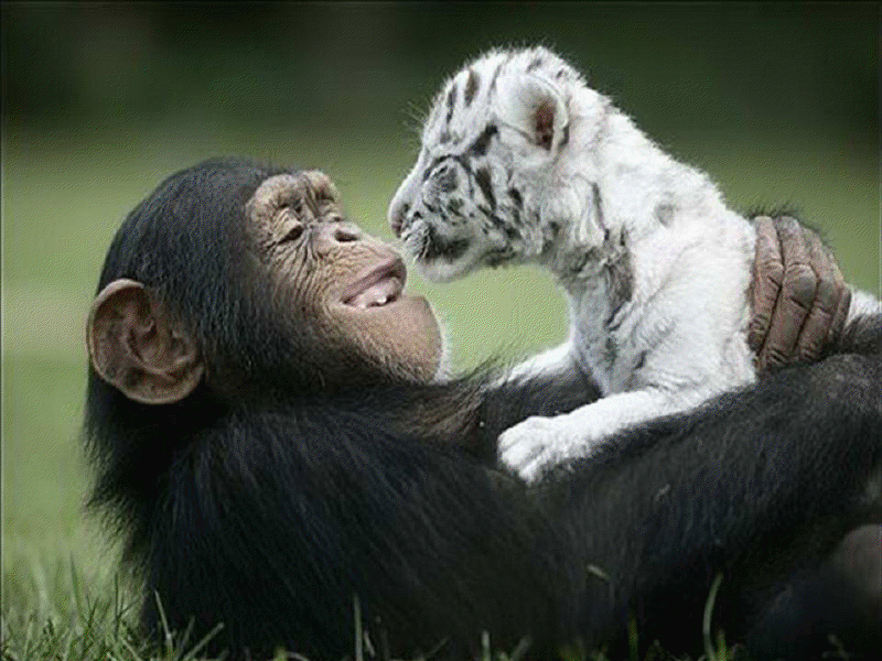 singe
