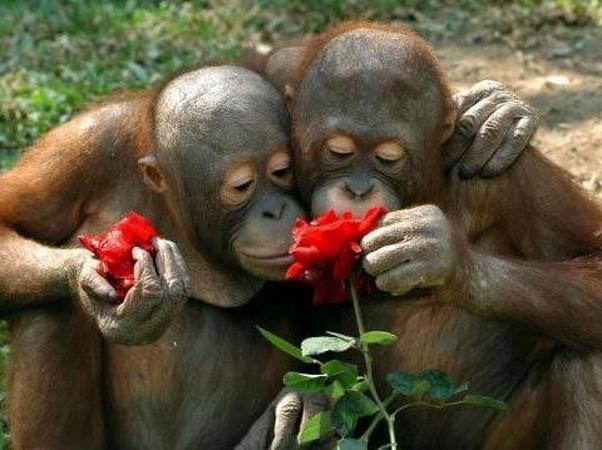 singes